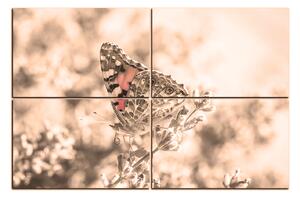Obraz na plátne - Motýľ na levandule 1221FE (150x100 cm)