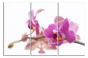 Obraz na plátne - Orchidea kvet izolovaná na bielom pozadí 1222B (90x60 cm )