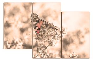 Obraz na plátne - Motýľ na levandule 1221FD (150x100 cm)