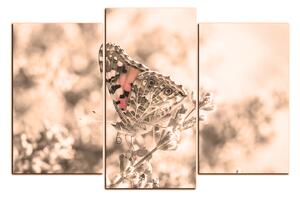 Obraz na plátne - Motýľ na levandule 1221FC (120x80 cm)