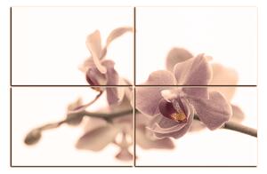 Obraz na plátne - Orchidea kvet izolovaná na bielom pozadí 1222FE (120x80 cm)