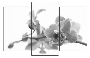 Obraz na plátne - Orchidea kvet izolovaná na bielom pozadí 1222QC (150x100 cm)