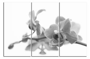 Obraz na plátne - Orchidea kvet izolovaná na bielom pozadí 1222QB (150x100 cm)