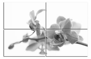 Obraz na plátne - Orchidea kvet izolovaná na bielom pozadí 1222QE (90x60 cm)