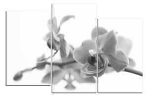 Obraz na plátne - Orchidea kvet izolovaná na bielom pozadí 1222QD (90x60 cm)