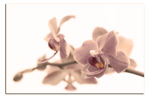 Obraz na plátne - Orchidea kvet izolovaná na bielom pozadí 1222FA (90x60 cm )