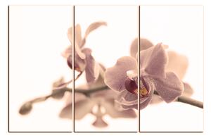 Obraz na plátne - Orchidea kvet izolovaná na bielom pozadí 1222FB (120x80 cm)