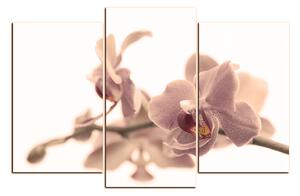 Obraz na plátne - Orchidea kvet izolovaná na bielom pozadí 1222FC (90x60 cm)