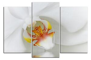 Obraz na plátne - Detailný záber bielej orchidey 1223C (90x60 cm)