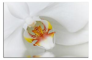 Obraz na plátne - Detailný záber bielej orchidey 1223A (120x80 cm)