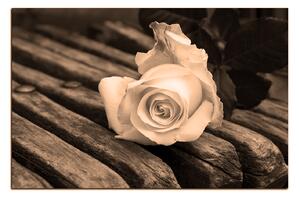 Obraz na plátne - Biela ruža na lavici 1224FA (90x60 cm )