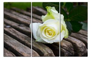 Obraz na plátne - Biela ruža na lavici 1224B (90x60 cm )