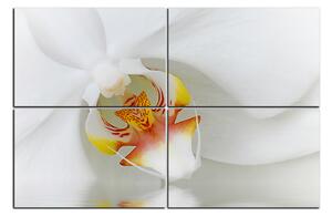 Obraz na plátne - Detailný záber bielej orchidey 1223E (150x100 cm)