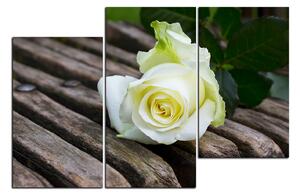 Obraz na plátne - Biela ruža na lavici 1224D (150x100 cm)