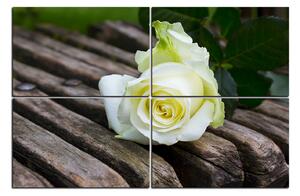 Obraz na plátne - Biela ruža na lavici 1224E (90x60 cm)
