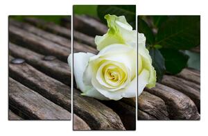 Obraz na plátne - Biela ruža na lavici 1224C (90x60 cm)