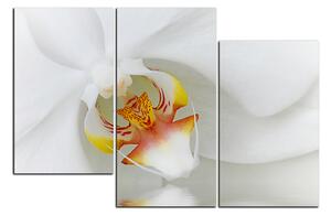 Obraz na plátne - Detailný záber bielej orchidey 1223D (90x60 cm)