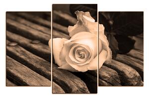 Obraz na plátne - Biela ruža na lavici 1224FC (90x60 cm)