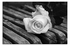 Obraz na plátne - Biela ruža na lavici 1224QA (90x60 cm )