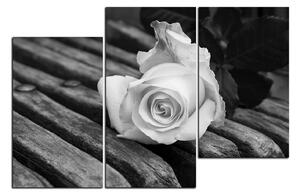 Obraz na plátne - Biela ruža na lavici 1224QD (150x100 cm)