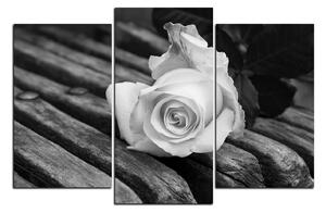 Obraz na plátne - Biela ruža na lavici 1224QC (150x100 cm)