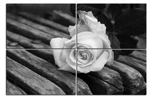 Obraz na plátne - Biela ruža na lavici 1224QE (90x60 cm)