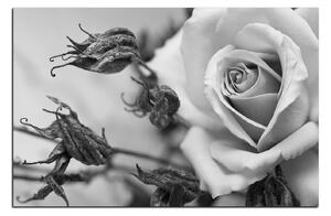 Obraz na plátne - Ruža a uschnuté rastliny 1225QA (60x40 cm)