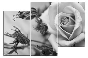 Obraz na plátne - Ruža a uschnuté rastliny 1225QD (120x80 cm)