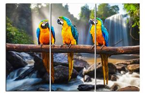 Obraz na plátne - Modro žlté Macaw 1232B (90x60 cm )