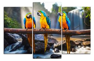 Obraz na plátne - Modro žlté Macaw 1232C (120x80 cm)