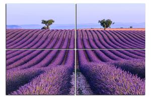 Obraz na plátne - Levanduľové pole v lete 1234E (150x100 cm)