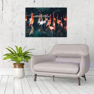 Obraz stádo plameniakov (70x50 cm)