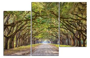 Obraz na plátne - Historické dubové stromy lemované poľnou cestou 1239D (150x100 cm)