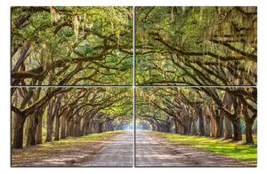 Obraz na plátne - Historické dubové stromy lemované poľnou cestou 1239E (90x60 cm)