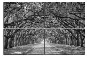 Obraz na plátne - Historické dubové stromy lemované poľnou cestou 1239QE (90x60 cm)