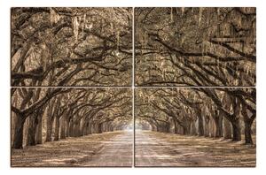 Obraz na plátne - Historické dubové stromy lemované poľnou cestou 1239FE (90x60 cm)