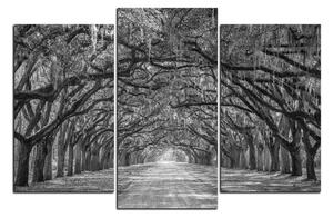 Obraz na plátne - Historické dubové stromy lemované poľnou cestou 1239QC (120x80 cm)