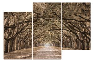 Obraz na plátne - Historické dubové stromy lemované poľnou cestou 1239FD (90x60 cm)