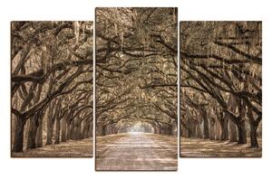 Obraz na plátne - Historické dubové stromy lemované poľnou cestou 1239FC (120x80 cm)