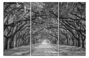Obraz na plátne - Historické dubové stromy lemované poľnou cestou 1239QB (90x60 cm )