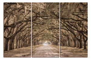 Obraz na plátne - Historické dubové stromy lemované poľnou cestou 1239FB (150x100 cm)