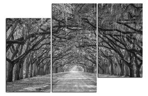 Obraz na plátne - Historické dubové stromy lemované poľnou cestou 1239QD (90x60 cm)