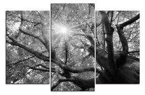Obraz na plátne - Slnko cez vetvi stromu 1240QC (90x60 cm)