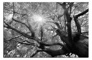 Obraz na plátne - Slnko cez vetvi stromu 1240QA (120x80 cm)