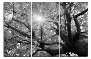 Obraz na plátne - Slnko cez vetvi stromu 1240QB (150x100 cm)
