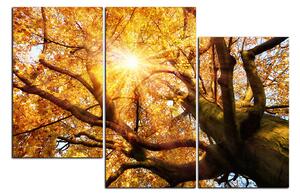 Obraz na plátne - Slnko cez vetvi stromu 1240D (90x60 cm)