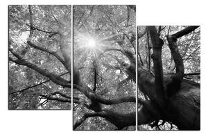 Obraz na plátne - Slnko cez vetvi stromu 1240QD (120x80 cm)