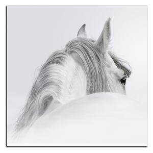Obraz na plátne - Andalúzsky kôň v hmle - štvorec 3219A (50x50 cm)
