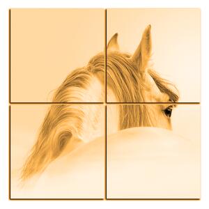 Obraz na plátne - Andalúzsky kôň v hmle - štvorec 3219FD (60x60 cm)