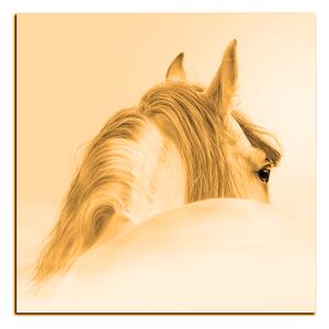 Obraz na plátne - Andalúzsky kôň v hmle - štvorec 3219FA (50x50 cm)